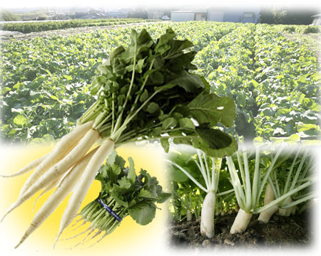 写真:祝だいこん