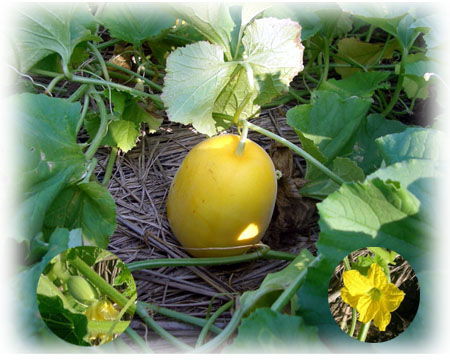 写真:黄金まくわ