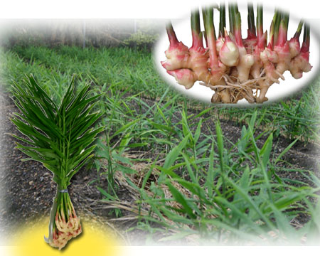 写真:小しょうが