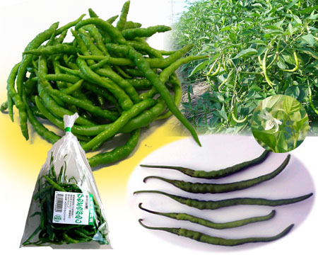 写真:ひもとうがらし