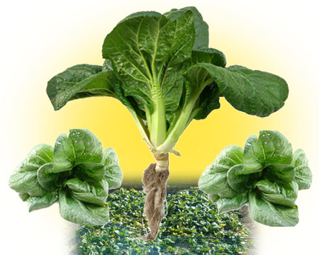 写真:下北春まな