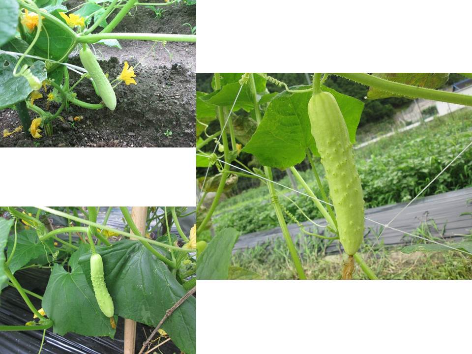 写真 黒滝白きゅうり