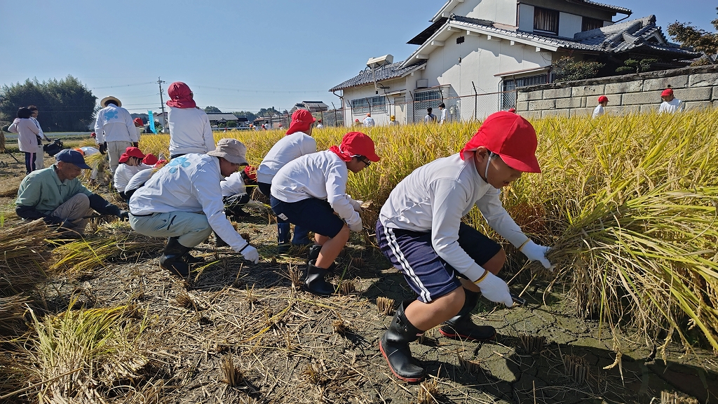 稲刈り体験