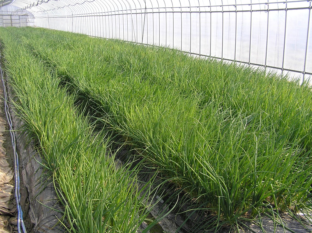 青ネギの試験栽培(五條市)