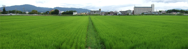 集落営農イメージ