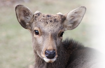 まるごと奈良県