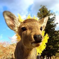 奈良県産業部SNSアイコン画像