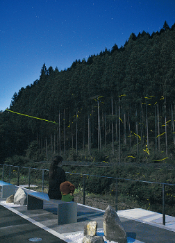 蛍の光が飛び交う様子