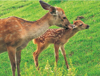 シカの親子