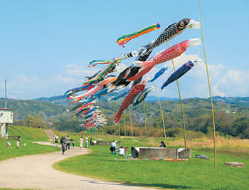たくさんのこいのぼり