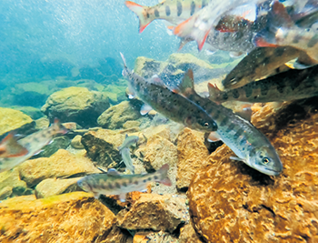 川を泳ぐアマゴ