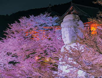 ライトアップされる壷阪大仏と桜