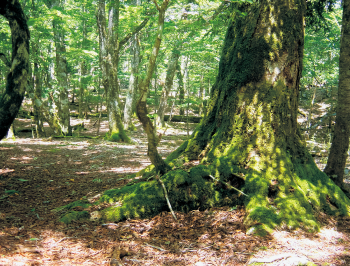 木漏れ日が射す森林