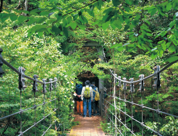 緑に囲まれた吊り橋を行く