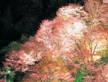 吉野山の夜桜のライトアップ
