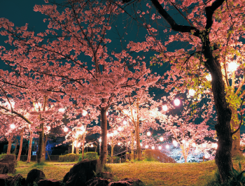 夜桜ライトアップ