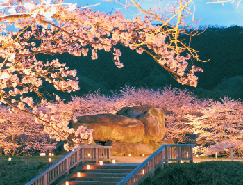 満開の桜と共にライトアップされる石舞台古墳