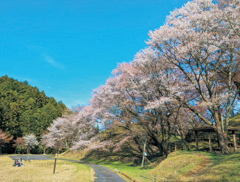 桜色に染まる公園