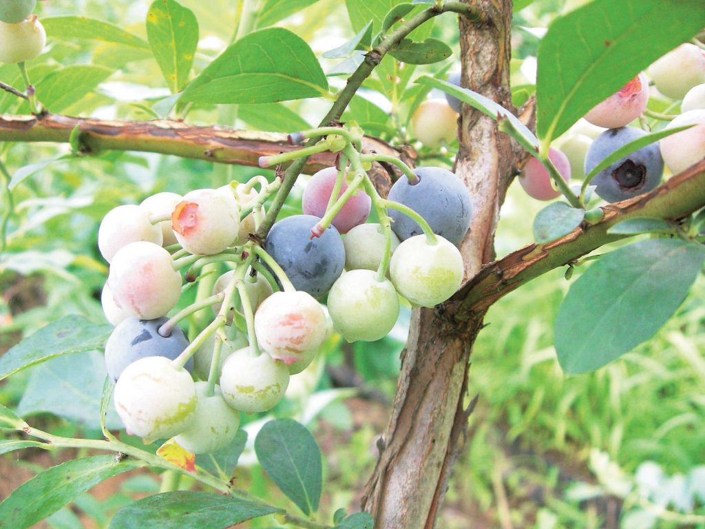 ブルーベリーの自家農園