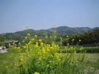 大和の古城めぐりカテゴリーページ