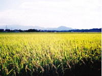 ボランティアガイドカテゴリーページ