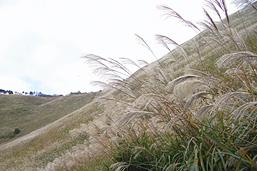 曽爾高原（そにこうげん）