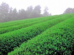 茶葉畑