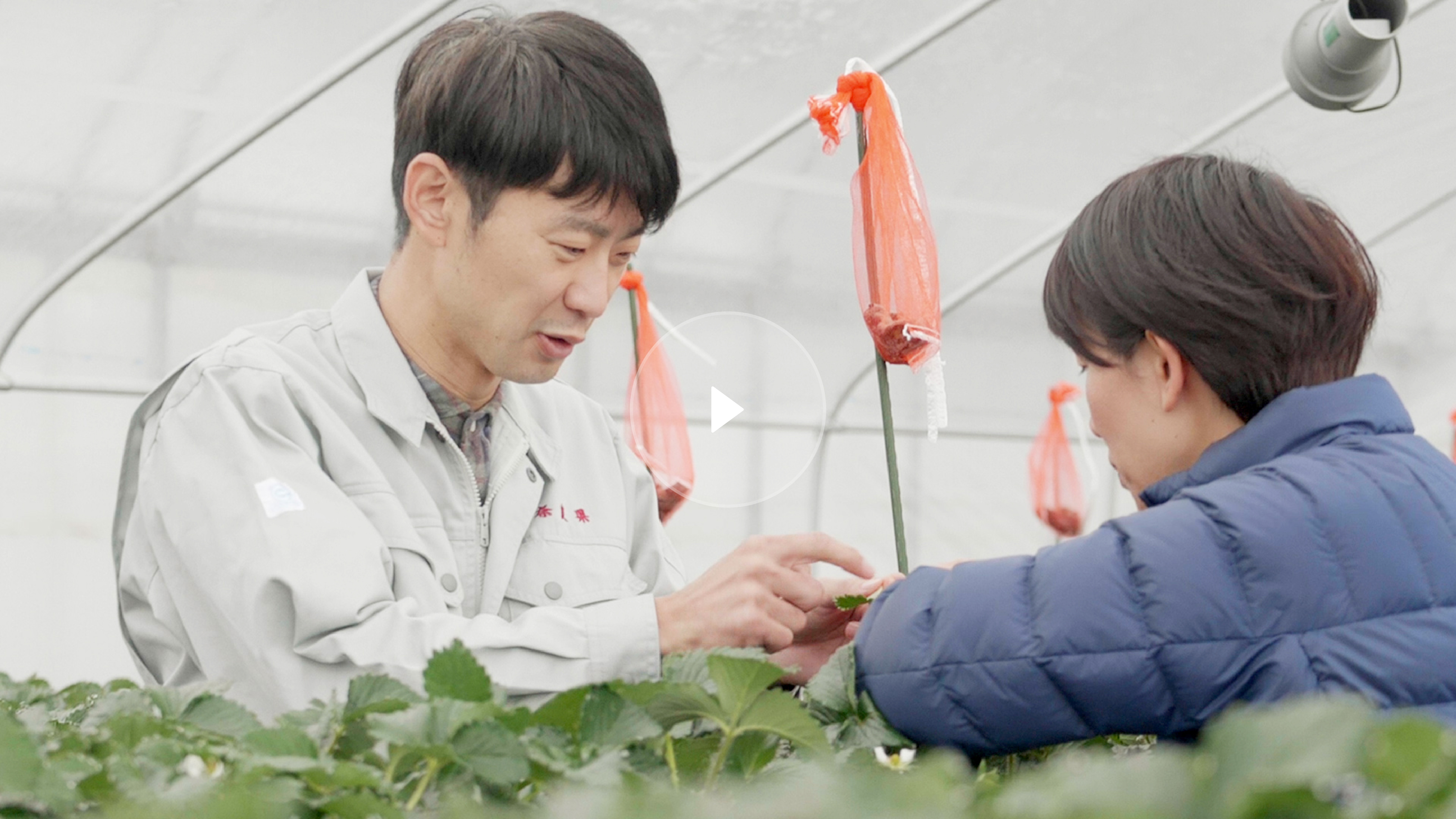 総合農学（農学）