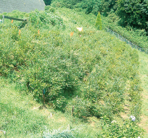 248_ブルーベリージャム_2