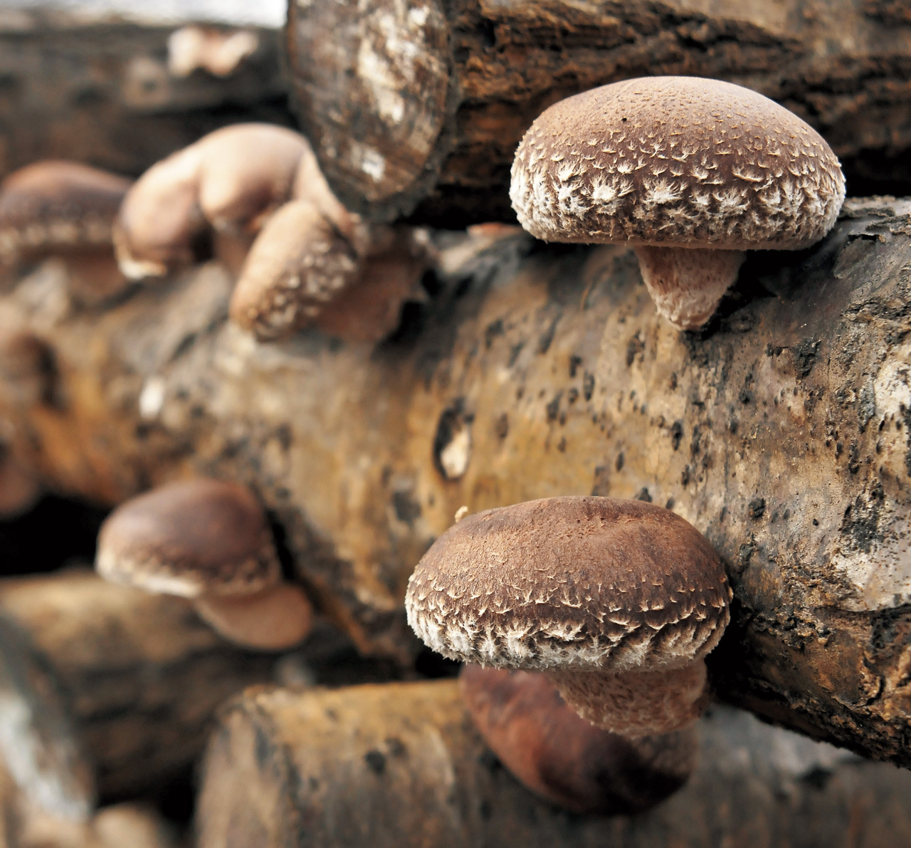 209_原木-生椎茸_1