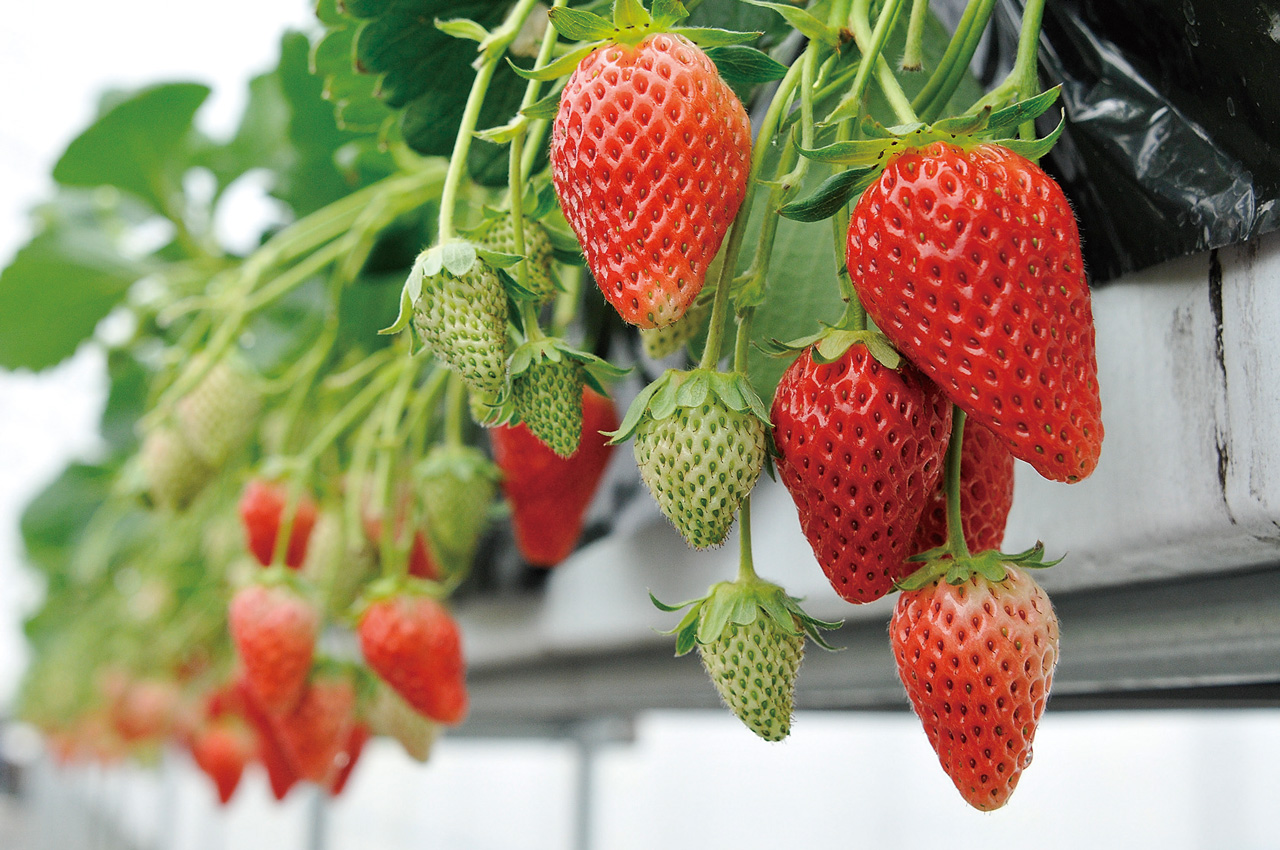 210_”期間限定”いちごパック_1