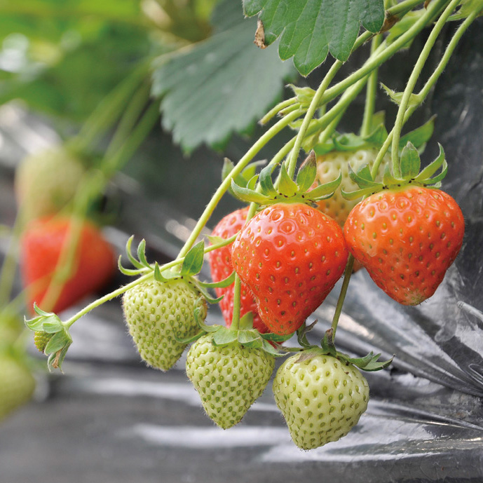 334_あすかルビー_2