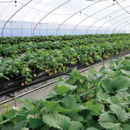 334_あすかルビー_3