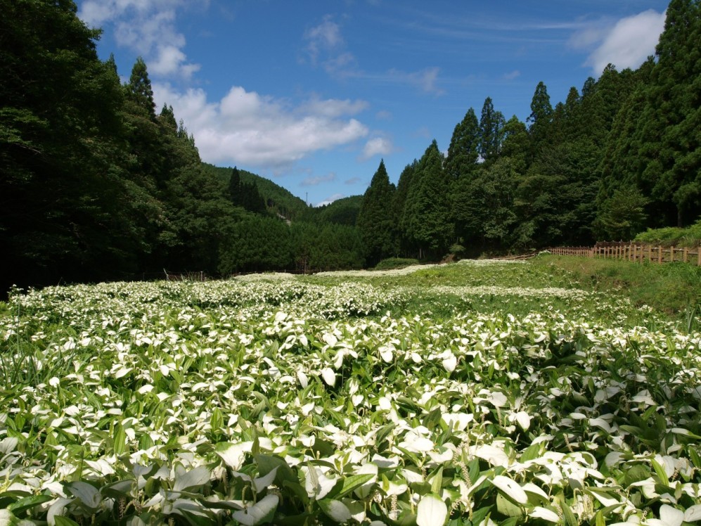 岡田の谷の半夏生
