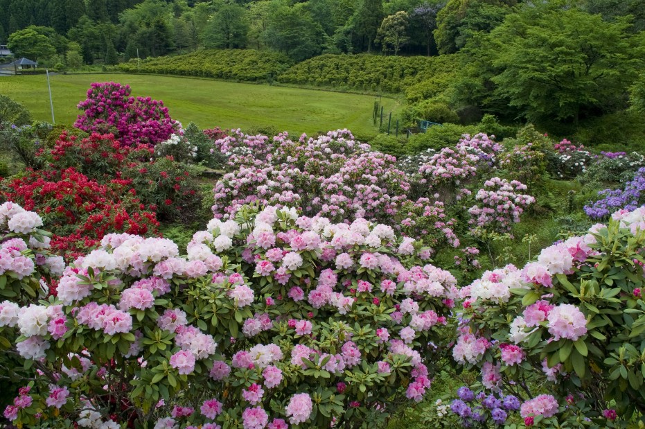 21世紀の森・紀伊半島森林植物公園