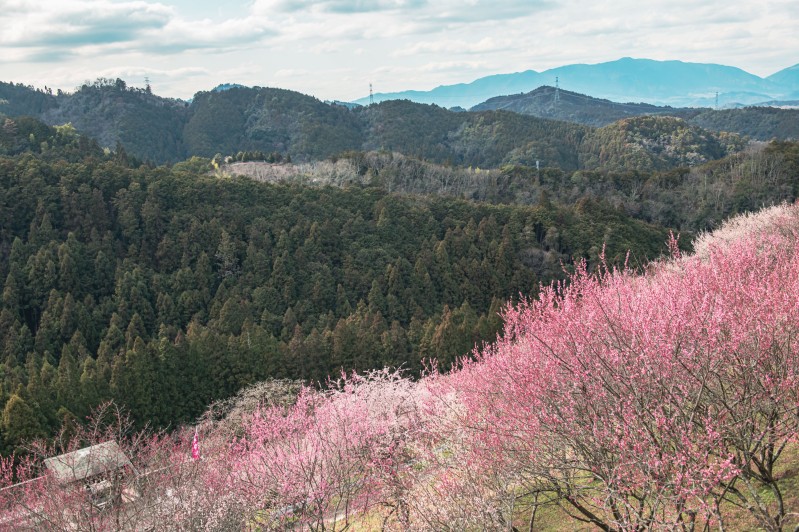 広橋梅林