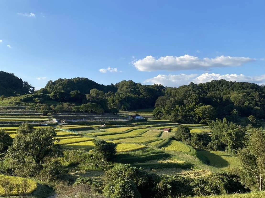 稲渕の棚田