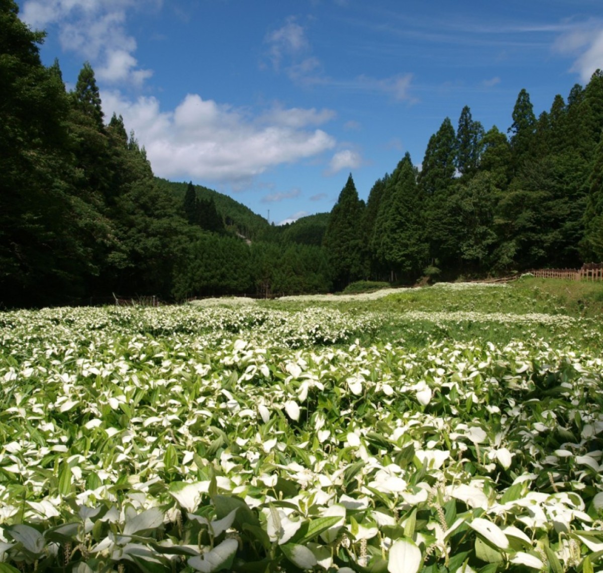 岡田の谷の半夏生