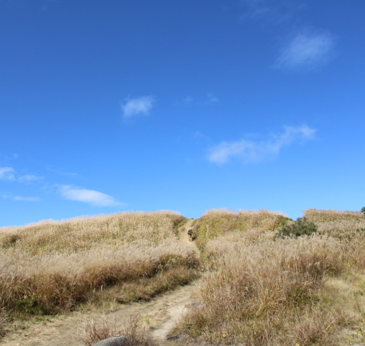 すすき　葛城山