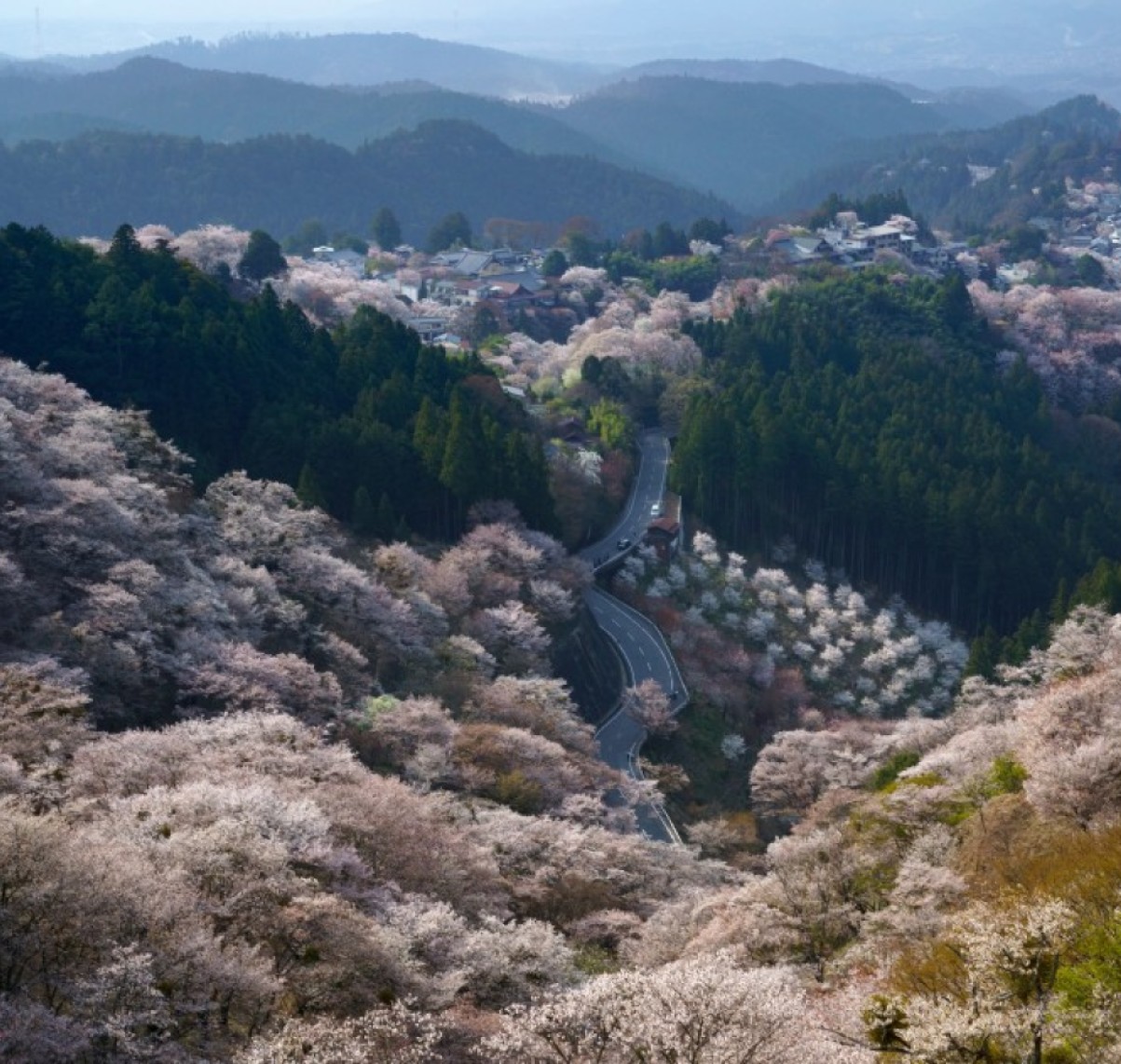 桜　吉野山