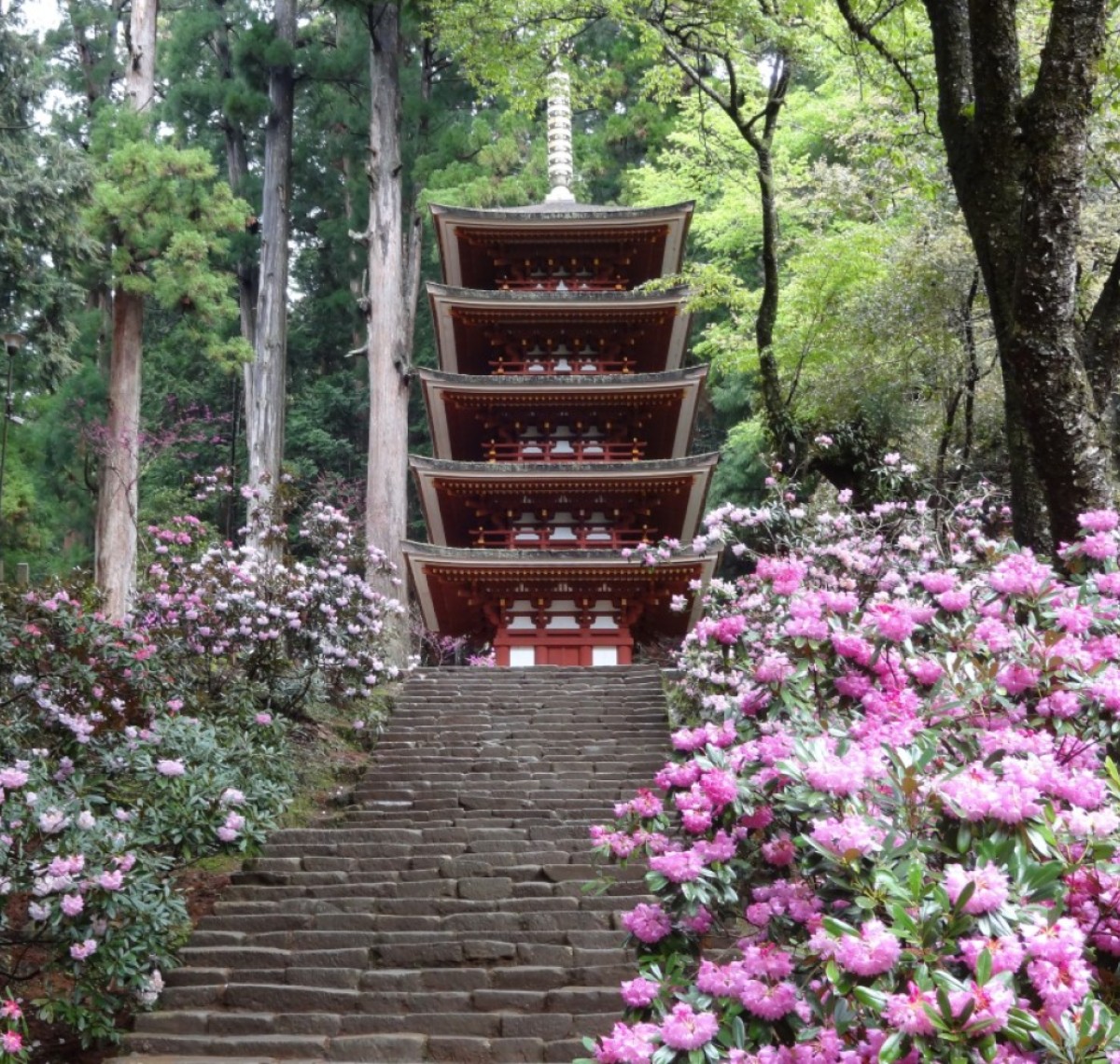 シャクナゲ　室生寺