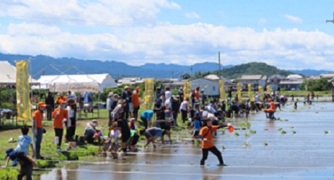 taue