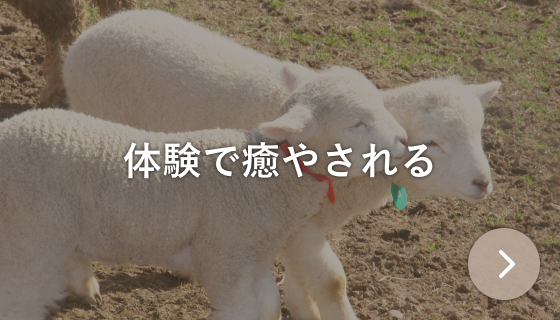 体験で癒やされる