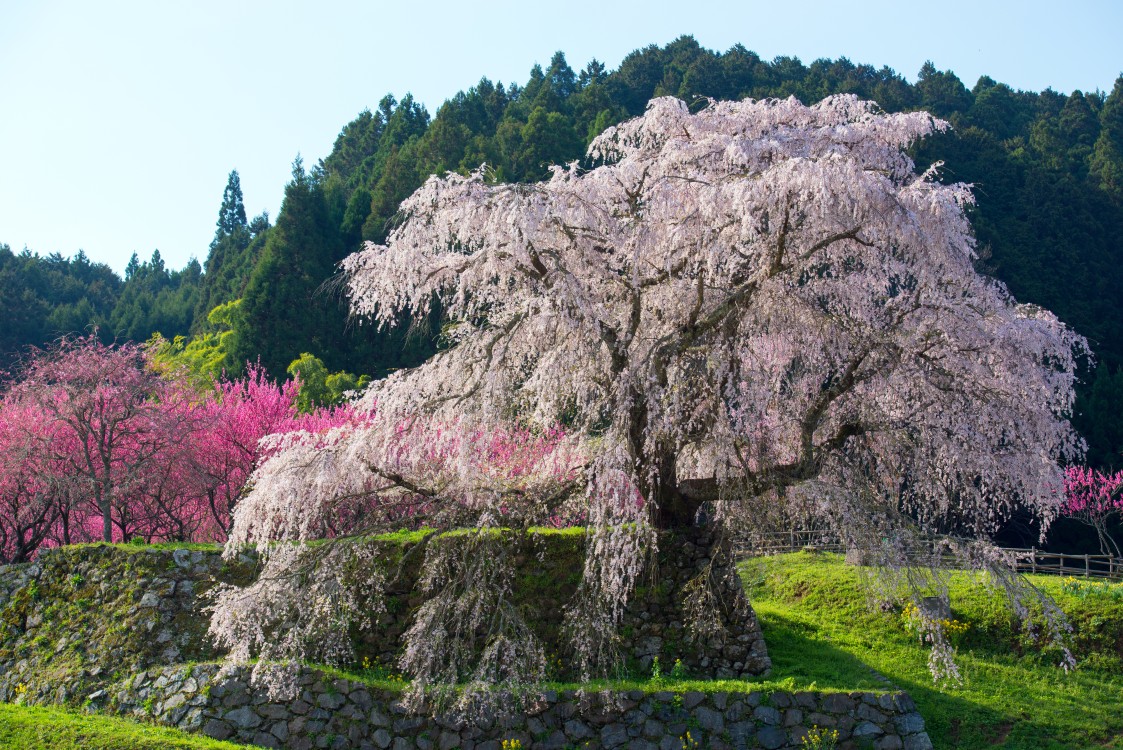 又兵衛桜