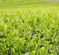 大和茶（奈良の農の素材）