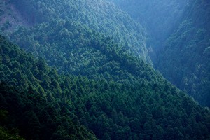 吉野の山林（イメージ）1