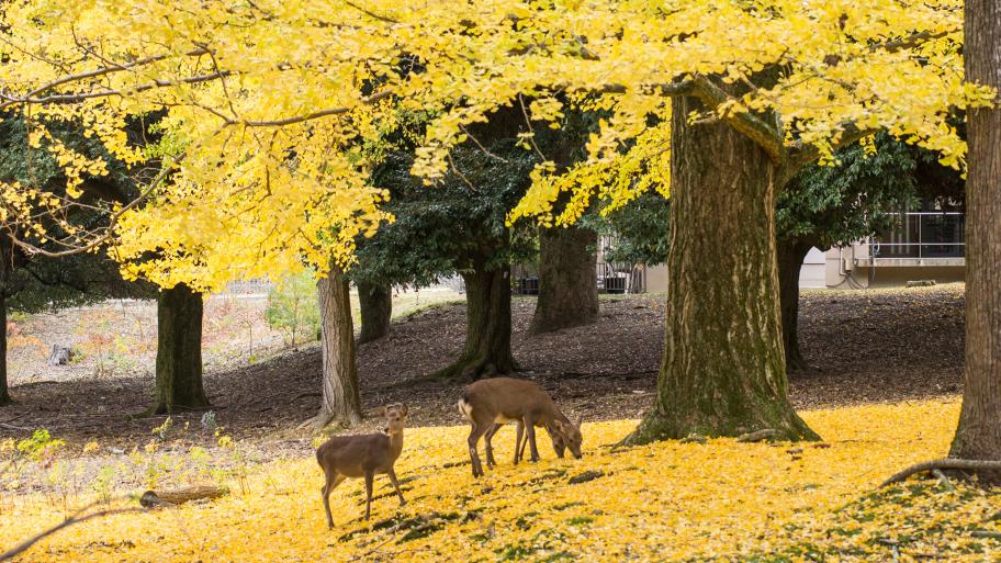 奈良公園のシカ