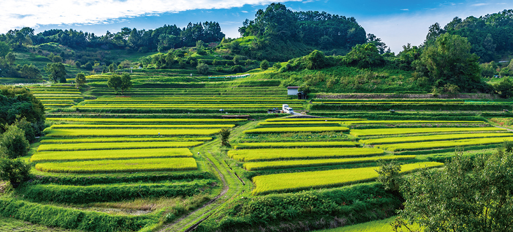 明日香村職員 画像