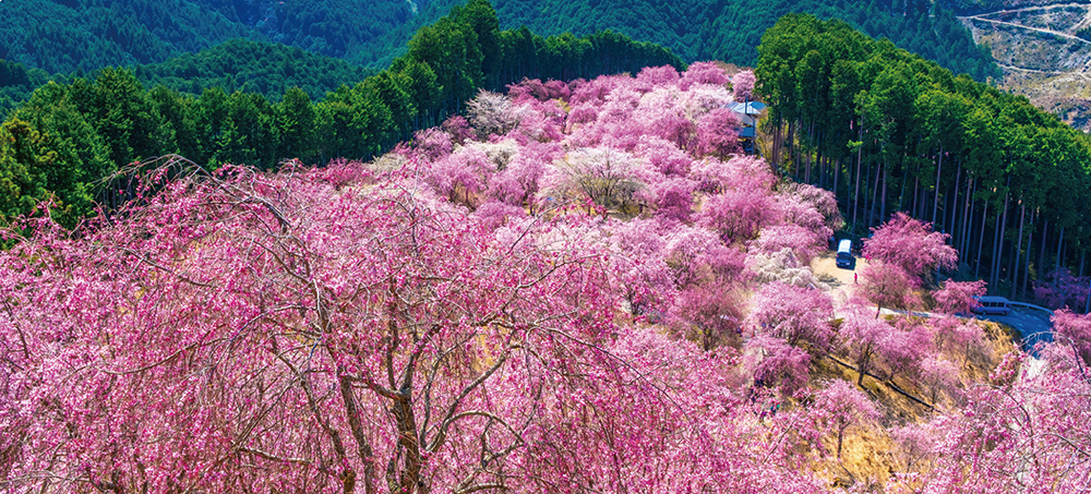 東吉野村職員 画像