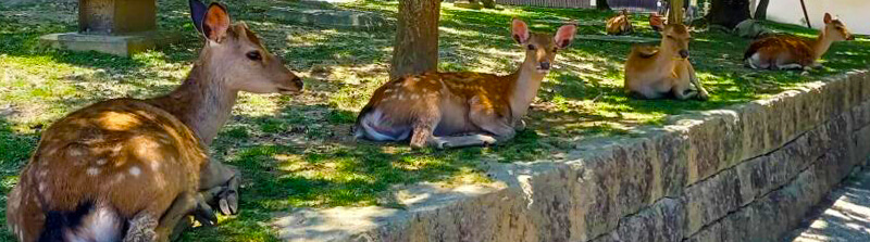 「なら旅ネット」のおすすめの花情報を見る